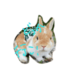 うさぎのとら丸（個別スタンプ：8）