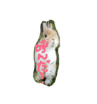 うさぎのとら丸（個別スタンプ：9）