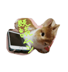うさぎのとら丸（個別スタンプ：10）