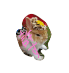 うさぎのとら丸（個別スタンプ：11）
