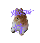 うさぎのとら丸（個別スタンプ：13）