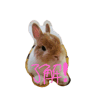 うさぎのとら丸（個別スタンプ：15）