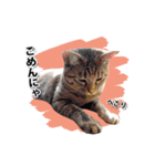 お転婆猫くぅちゃん（個別スタンプ：2）