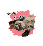 お転婆猫くぅちゃん（個別スタンプ：4）