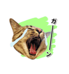 お転婆猫くぅちゃん（個別スタンプ：5）