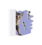 お転婆猫くぅちゃん（個別スタンプ：6）