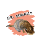 お転婆猫くぅちゃん（個別スタンプ：8）