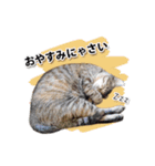 お転婆猫くぅちゃん（個別スタンプ：9）