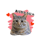 お転婆猫くぅちゃん（個別スタンプ：10）