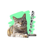 お転婆猫くぅちゃん（個別スタンプ：11）