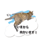 お転婆猫くぅちゃん（個別スタンプ：12）