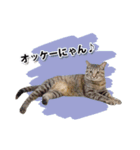 お転婆猫くぅちゃん（個別スタンプ：13）