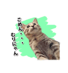 お転婆猫くぅちゃん（個別スタンプ：14）