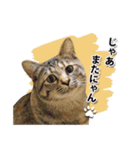 お転婆猫くぅちゃん（個別スタンプ：16）