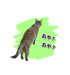 お転婆猫くぅちゃん（個別スタンプ：18）