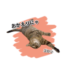 お転婆猫くぅちゃん（個別スタンプ：19）