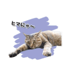 お転婆猫くぅちゃん（個別スタンプ：20）