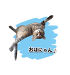 お転婆猫くぅちゃん（個別スタンプ：22）