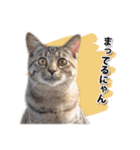 お転婆猫くぅちゃん（個別スタンプ：23）