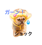 フレンチブルドックのせせりさん1（個別スタンプ：1）