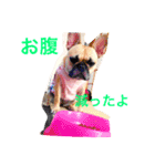 フレンチブルドックのせせりさん1（個別スタンプ：3）
