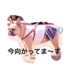 フレンチブルドックのせせりさん1（個別スタンプ：5）