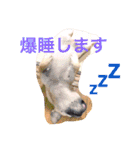 フレンチブルドックのせせりさん1（個別スタンプ：9）