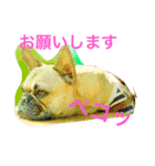 フレンチブルドックのせせりさん1（個別スタンプ：10）