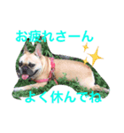 フレンチブルドックのせせりさん1（個別スタンプ：11）