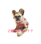 フレンチブルドックのせせりさん1（個別スタンプ：16）