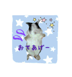 ラパンフレンズpart2（個別スタンプ：1）