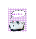 ラパンフレンズpart2（個別スタンプ：7）