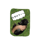 ラパンフレンズpart2（個別スタンプ：15）