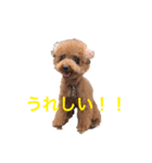 トイプードルジルの   使えるお返事パート5（個別スタンプ：1）