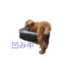 トイプードルジルの   使えるお返事パート5（個別スタンプ：2）
