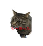 れもんスタンプ（個別スタンプ：4）