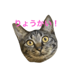 キジ猫ミミちゃん（個別スタンプ：1）