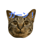 キジ猫ミミちゃん（個別スタンプ：2）
