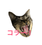 キジ猫ミミちゃん（個別スタンプ：3）