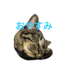 キジ猫ミミちゃん（個別スタンプ：4）