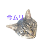 キジ猫ミミちゃん（個別スタンプ：5）