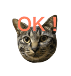 キジ猫ミミちゃん（個別スタンプ：6）