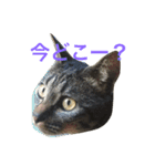 キジ猫ミミちゃん（個別スタンプ：7）