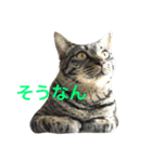キジ猫ミミちゃん（個別スタンプ：8）