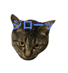 キジ猫ミミちゃん（個別スタンプ：9）