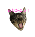 キジ猫ミミちゃん（個別スタンプ：11）