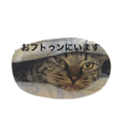 キジ猫ミミちゃん（個別スタンプ：12）