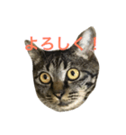キジ猫ミミちゃん（個別スタンプ：13）