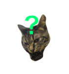 キジ猫ミミちゃん（個別スタンプ：14）