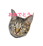 キジ猫ミミちゃん（個別スタンプ：16）